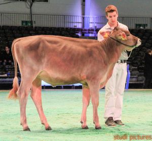 Swiss Expo Brown Swiss-8
